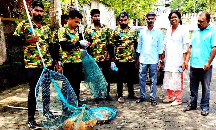 പേവിഷ ബാധ; മഞ്ചേരിയിൽ തെരുവുനായ്ക്കൾക്ക് കുത്തിവെപ്പ് തുടങ്ങി