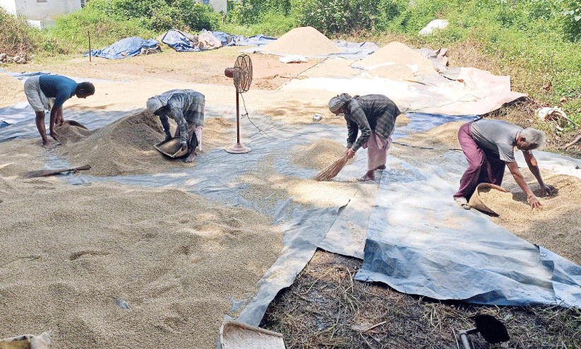 സംഭരണം വൈകുന്നു:ഉണക്കാനിട്ട നെല്ല് മഴയിൽ നശിക്കുന്നു