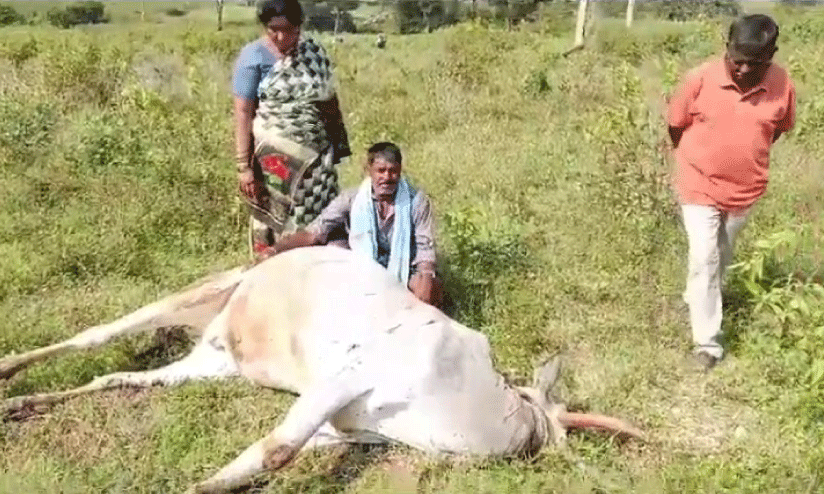 ox killed by tiger