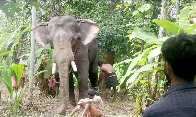 കല്ലുംപുറത്ത് ആന ഇടഞ്ഞു