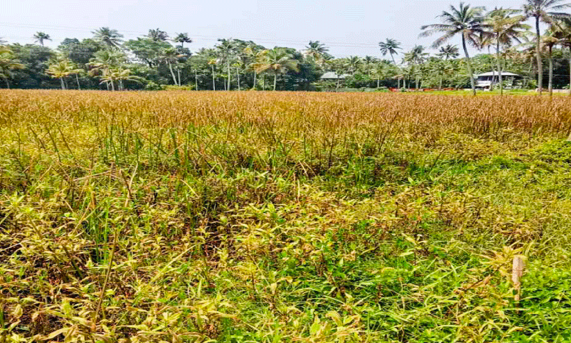 നിറം മങ്ങി നാട്ടികയുടെ നെല്ലറപ്പെരുമ