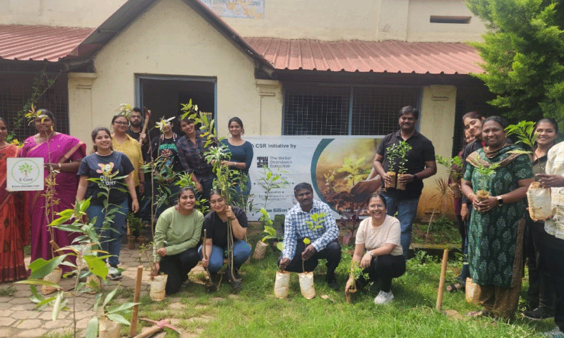 planting saplings in school