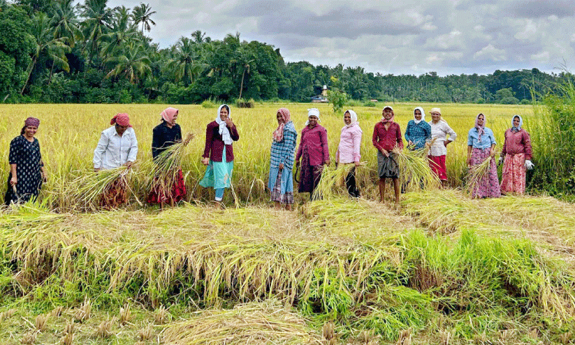 നെ​ൽ​കൃ​ഷി വി​ള​വെ​ടു​ത്തു