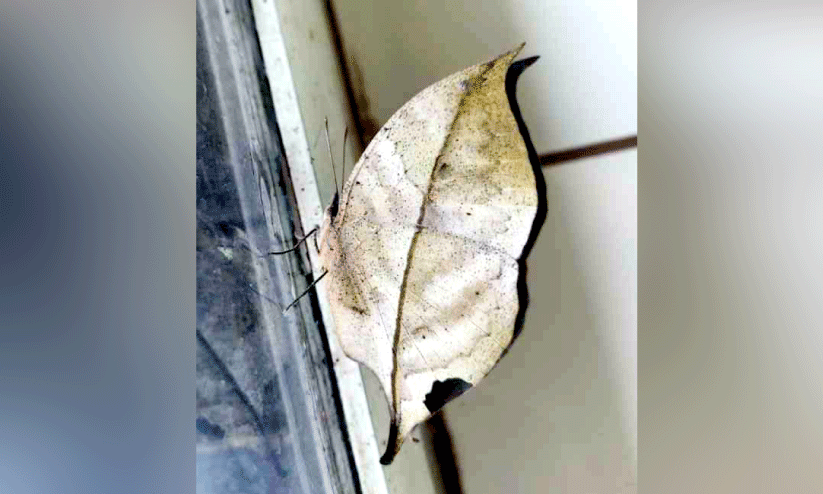 oakleaf butterfly