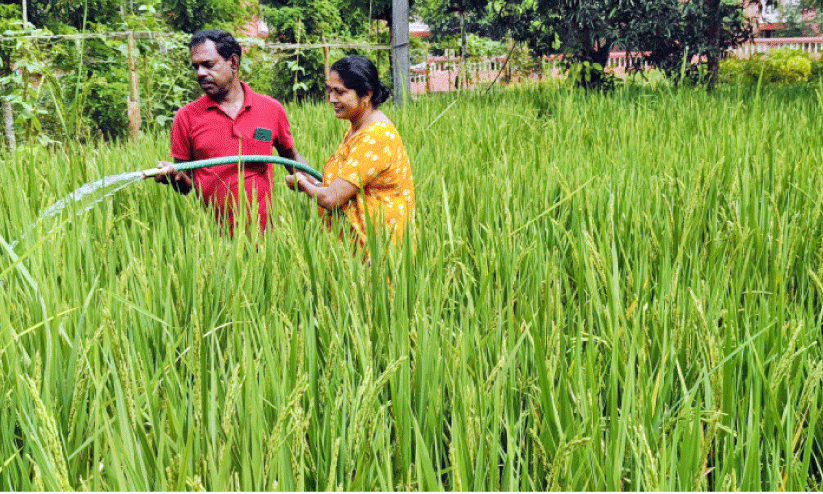 വെ​റും കൃ​ഷി​യ​ല്ല, വീ​ട്ടു​മു​റ്റ​ത്തെ നെ​ൽ​കൃ​ഷി