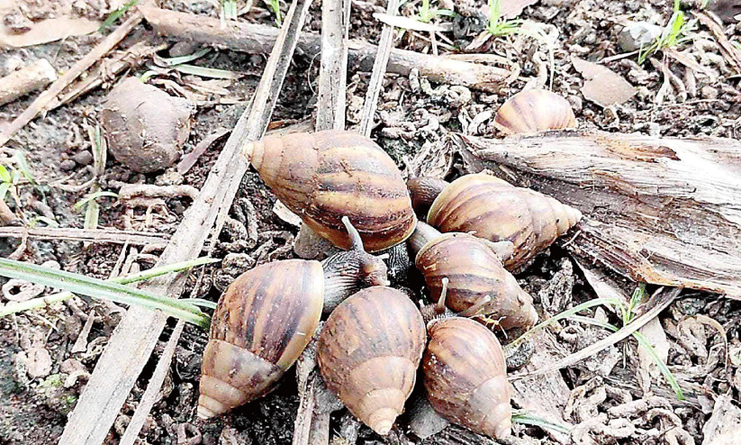 african snail