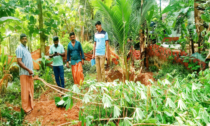 ജ​ന​വാ​സ മേ​ഖ​ല​യി​ൽ വീ​ണ്ടും കാ​ട്ടു​പ​ന്നി​ക്കൂ​ട്ടം; വ​ൻ കൃ​ഷി​നാ​ശം