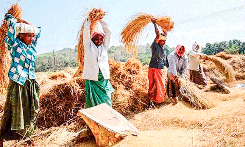 നെല്ലിന്​ വില ഉടൻ; ക​ർ​ഷ​ക​ർ കാ​ത്തി​രു​ന്ന​ത്​ ര​ണ്ട​ര മാ​സം