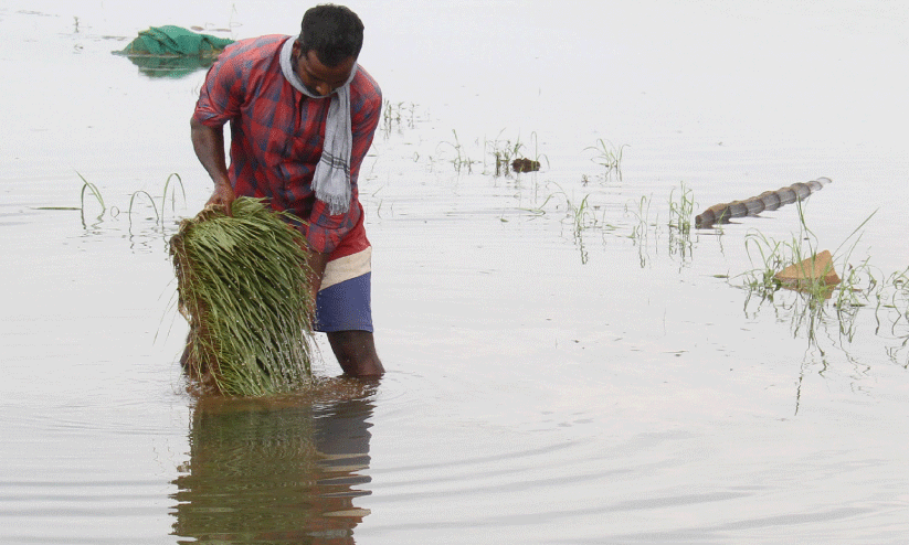 farmer