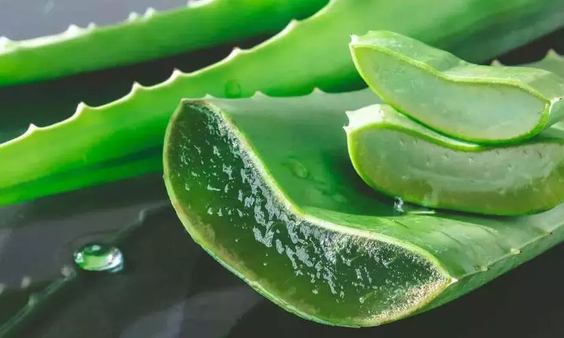 aloe vera