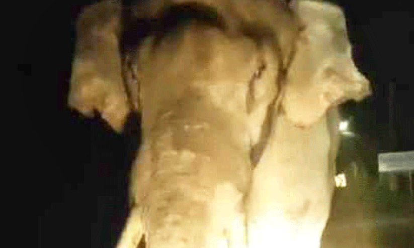 elephant