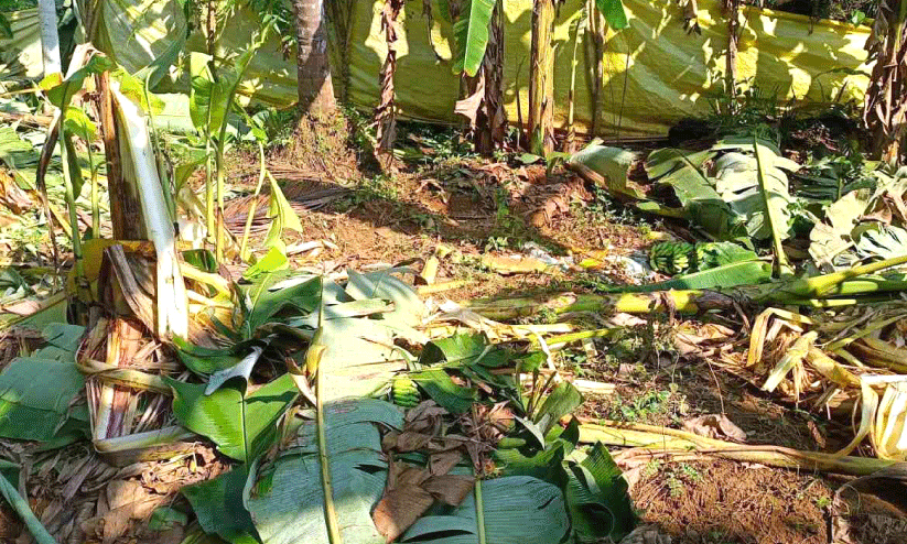 മുപ്ലിയില്‍ കാട്ടാനക്കൂട്ടം വാഴകൃഷി നശിപ്പിച്ചു