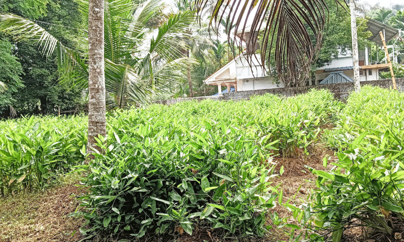 ജൈവകൃഷി; കർമപദ്ധതിയൊരുക്കി കൃഷി വകുപ്പ്