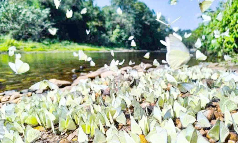 ആറളത്ത് ശലഭവസന്തം; കൗതുകക്കാഴ്ചയായി ദേശാടനത്തിനെത്തിയ ശലഭക്കൂട്ടങ്ങൾ