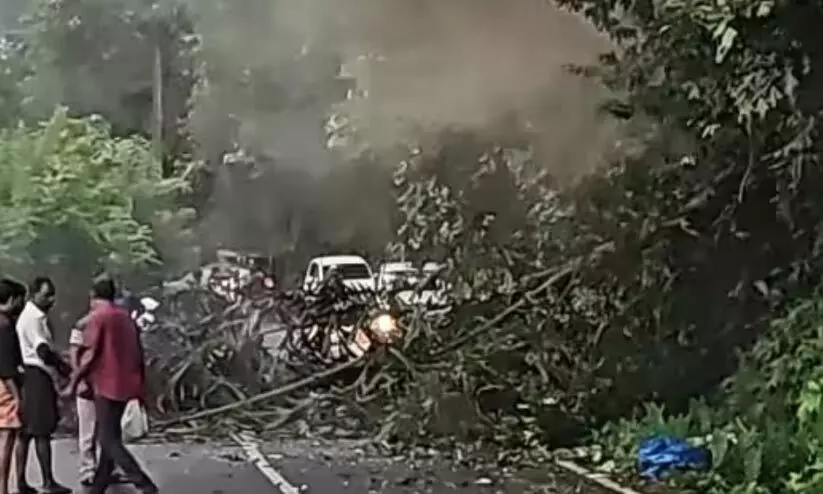 കാട്ടാന മറിച്ചിട്ട പന ദേഹത്ത് വീണ് എഞ്ചിനീയറിങ് വിദ്യാര്‍ഥിനിക്ക് ദാരുണാന്ത്യം