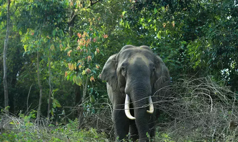 വയനാട്ടിൽ വീണ്ടും കാട്ടാന ആക്രമണം