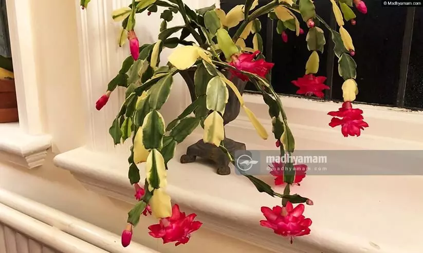 Christmas Cactus