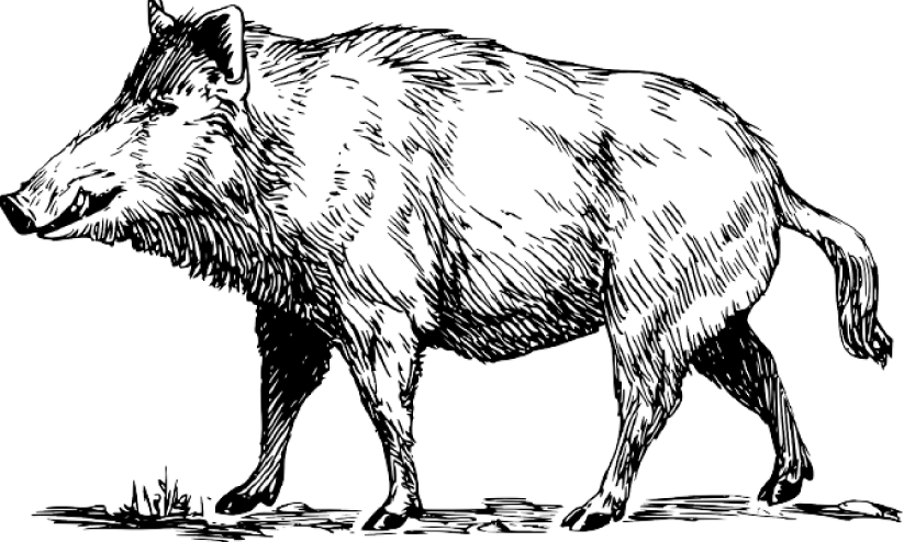 wild boar