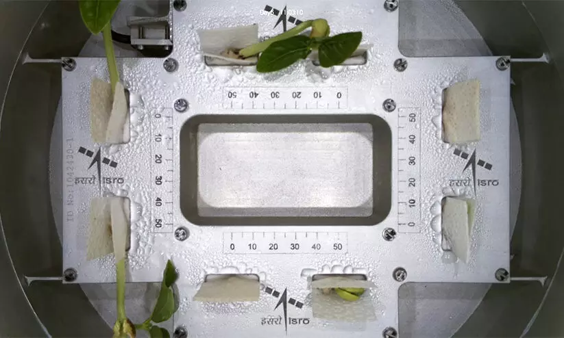 Growing Cowpea Seeds in Space