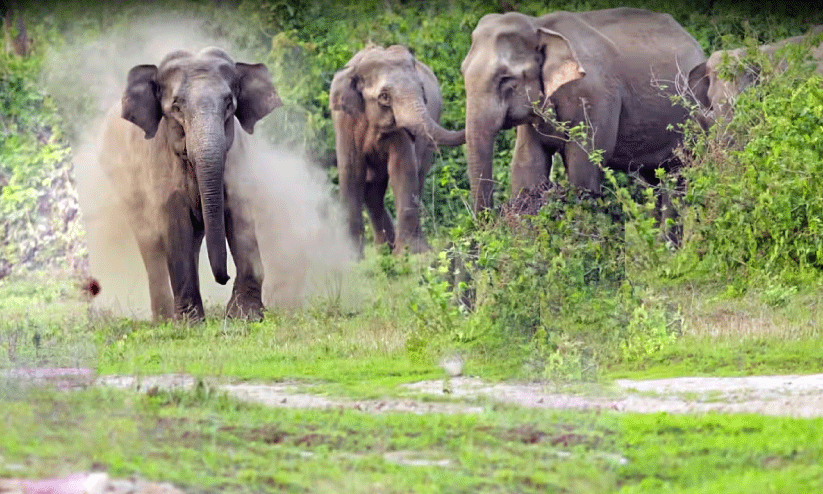 മരണമുനമ്പായി ആറളം പുനരധിവാസ മേഖല