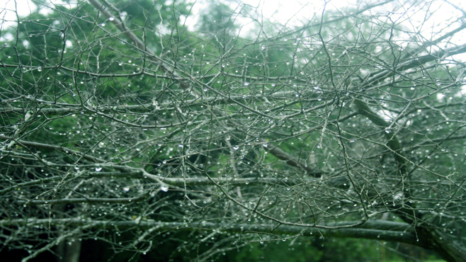 മസിനഗുഡിയിലെ പുള്ളിമാന്‍ കൂട്ടങ്ങള്‍