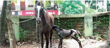 ഹോ​ഴ്സ് റൈ​ഡി​ങ് അ​ക്കാ​ദ​മി​യി​ൽ  കു​തി​ര​ക്കു​ഞ്ഞി​ന് ജ​ന്മം