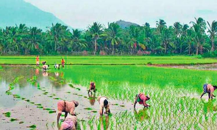 Paddy-field