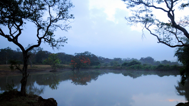 ഒറ്റ ഫ്രയിമില്‍ ഒതുങ്ങാത്ത കാടുകള്‍