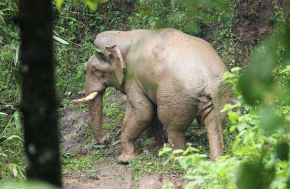 കാട്ടിനുള്ളില്‍ കരിവീരന്‍മാര്‍ക്കു മുന്നില്‍