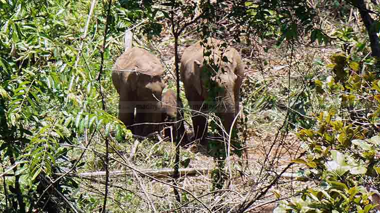 Calf-elephant