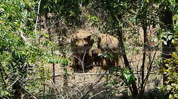 Calf-elephant