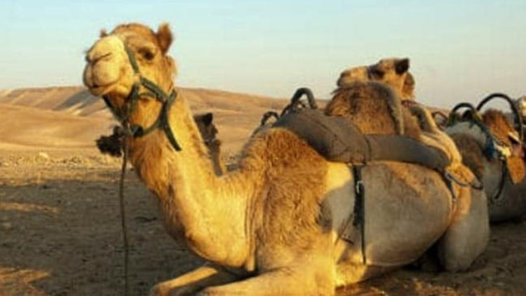 camel