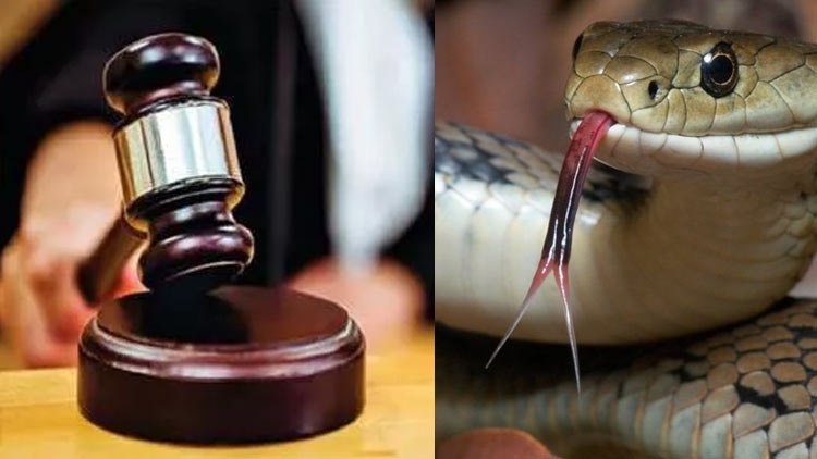 court-and-snake.jpg