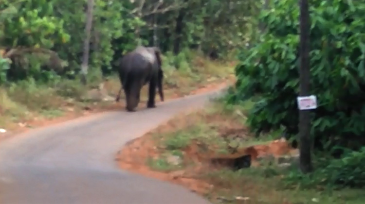 elephant-mukkam