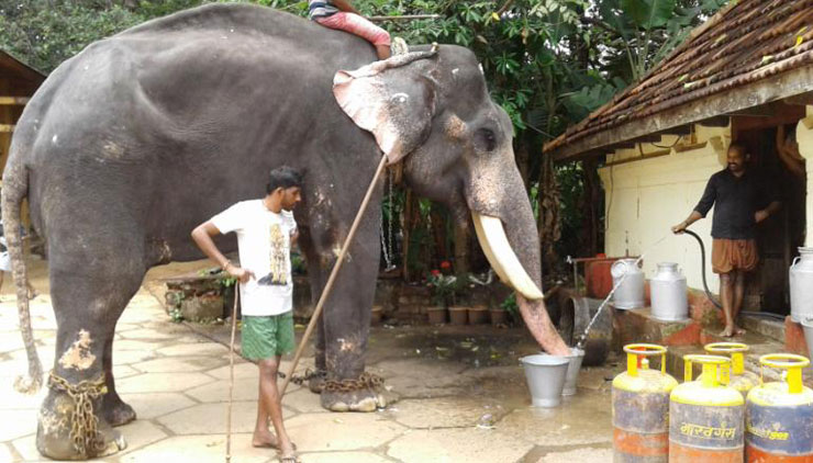 ലോ​ക്ഡൗ​ൺ കാ​ലം മേ​ല​ന​ങ്ങാ കാ​ലം; പ്രഭാത സവാരിയും സായാഹ്​ന നടത്തവുമായി ആനകൾ 