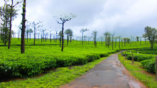 സിംഹവാലനെയും മലമുഴക്കിയെയും തേടി പാടഗിരിയിലേക്ക്