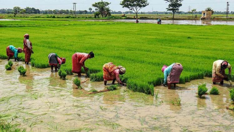 paddy-field