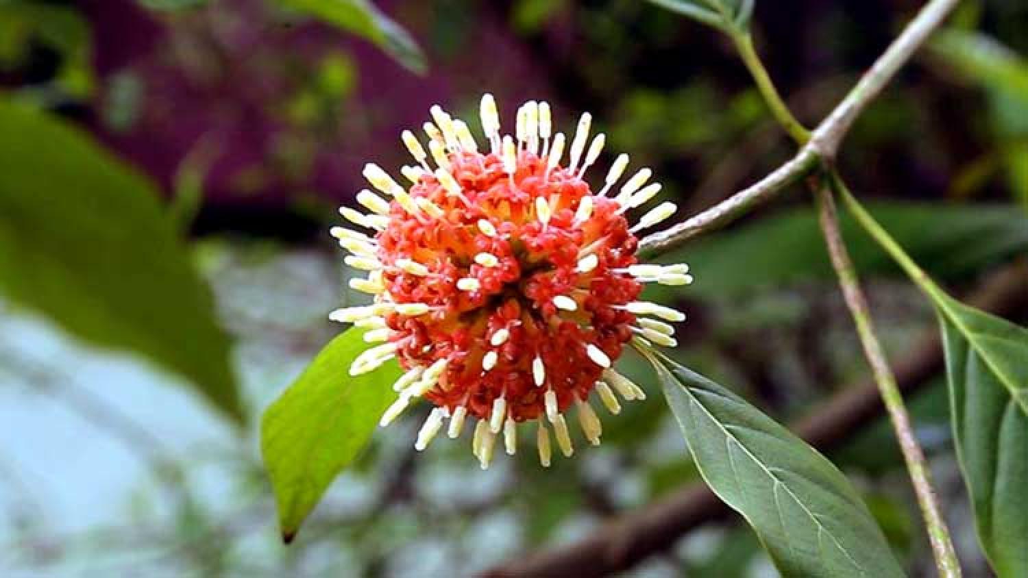 ഒടുവിൽ ആ പൂവിന് പേരിട്ടു; ‘കൊറോണ പൂവ്’ flower named corona flower in