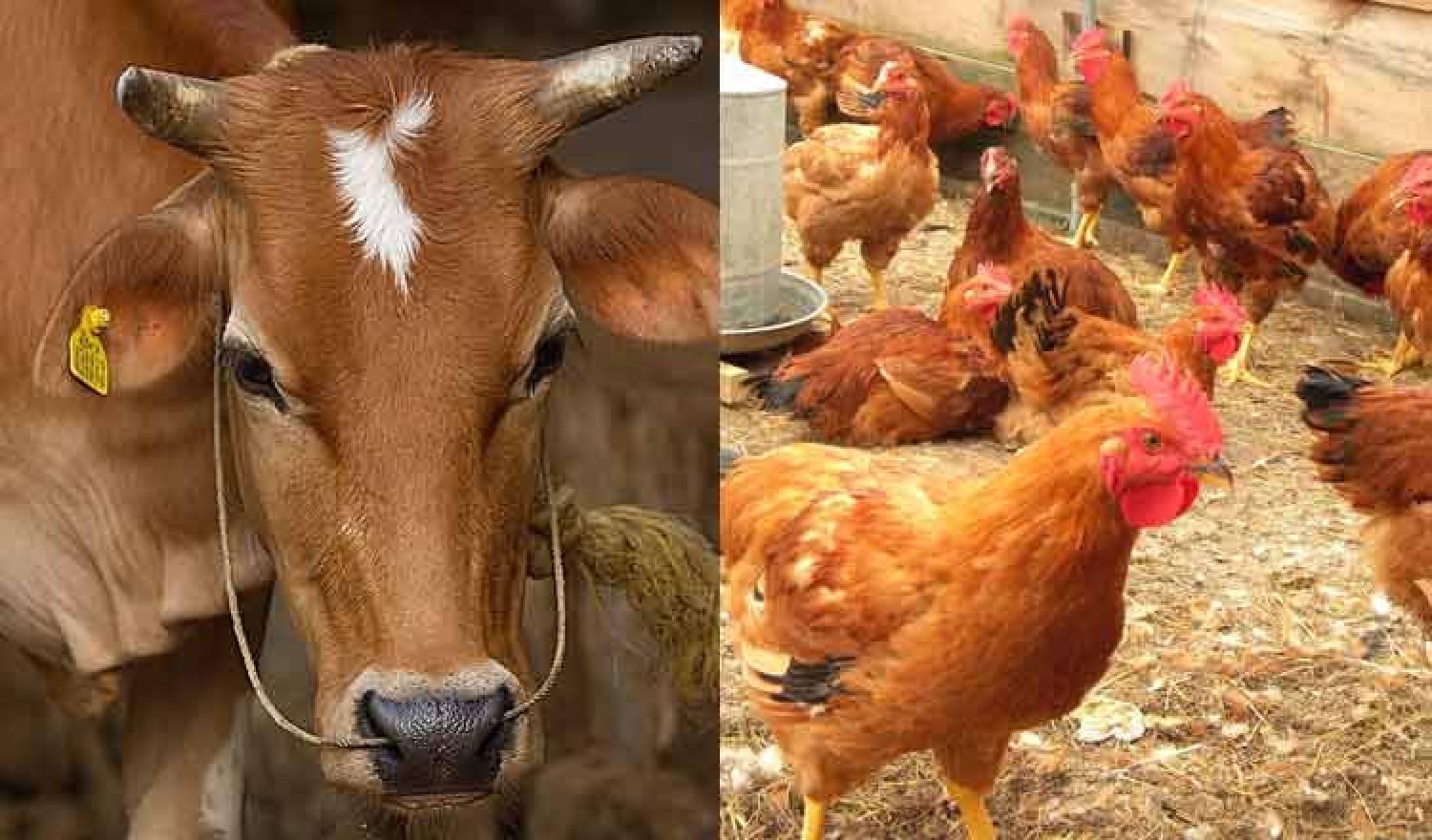 animal-husbandry-agriculture-news-madhyamam